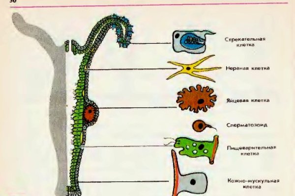 Кракен даркнет что известно